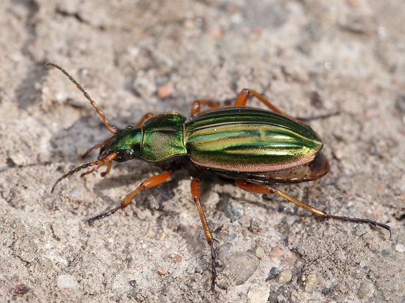 Laufkäfer, Bild von gbohne via flickr.com