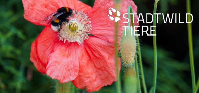 Titelbild Wildbienenkorridore Merkblatt von Stadtwild Tieren Titelbild Wildbienenkorridore Merkblatt von Stadtwild Tieren