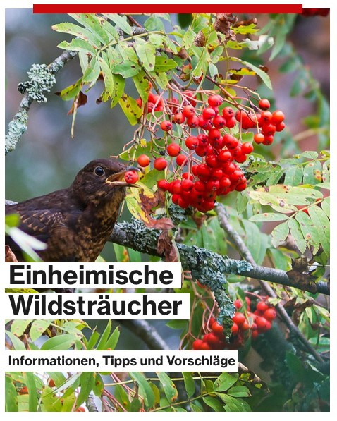 Wildsträucher-Stadt Aarau Wildsträucher-Stadt Aarau